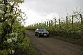 MG Bloesemrit op 24-4-2016 org. Jos&Marie-lou  (66)